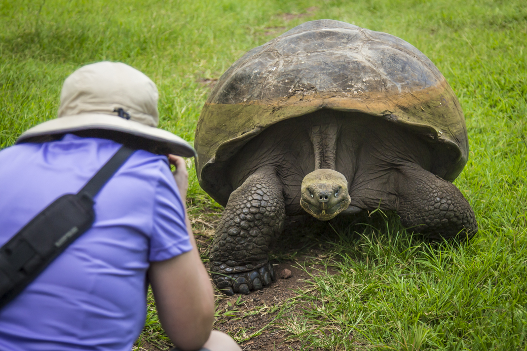 Photographing a Galapagos giant tortoise on kayaking tour.